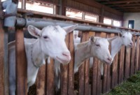„Die Käsmacher“ in Weil – Besuch auf den Bio Ziegenhof 